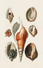 Load image into Gallery viewer, Shells Postcard by Blackbird Vintage Finds 11 Trinity Street in Toronto Ontario Canada