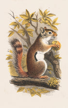 Load image into Gallery viewer, Squirrel Postcard by Blackbird Vintage Finds 11 Trinity Street in Toronto Ontario Canada