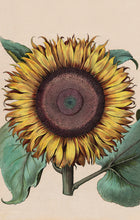 Load image into Gallery viewer, Sunflower Postcard by Blackbird Vintage Finds 11 Trinity Street in Toronto Ontario Canada