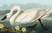 Load image into Gallery viewer, Swan Postcard by Blackbird Vintage Finds 11 Trinity Street in Toronto Ontario Canada