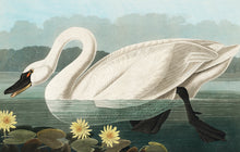 Load image into Gallery viewer, Swan Postcard by Blackbird Vintage Finds 11 Trinity Street in Toronto Ontario Canada