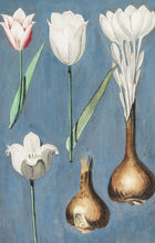Load image into Gallery viewer, Tulips Postcard by Blackbird Vintage Finds 11 Trinity Street in Toronto Ontario Canada