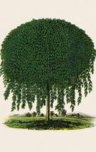 Load image into Gallery viewer, Willow Tree Postcard by Blackbird Vintage Finds 11 Trinity Street in Toronto Ontario Canada