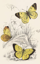 Load image into Gallery viewer, Yellow Butterfly Postcard by Blackbird Vintage Finds 11 Trinity Street in Toronto Ontario Canada