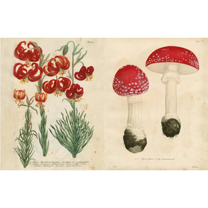John Derian Sticker Book II