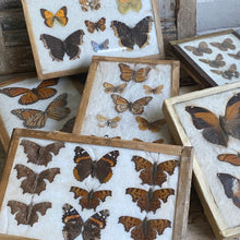 Load image into Gallery viewer, Antique Butterfly/Moth Specimen Box
