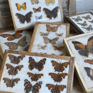 Antique Butterfly/Moth Specimen Box