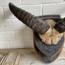Load image into Gallery viewer, Vintage European Ram Horn Mount on Wood
