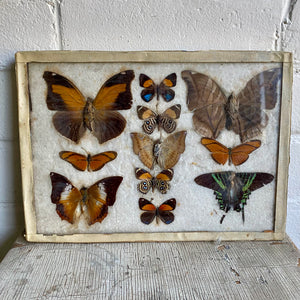 Antique Butterfly/Moth Specimen Box