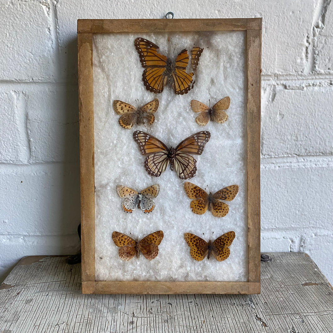Antique Butterfly/Moth Specimen Box