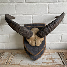 Load image into Gallery viewer, Vintage European Ram Horn Mount on Wood
