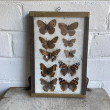 Load image into Gallery viewer, Antique Butterfly/Moth Specimen Box
