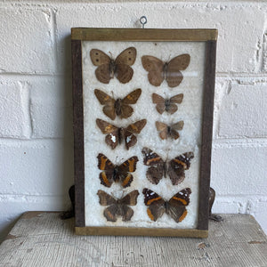 Antique Butterfly/Moth Specimen Box