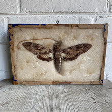 Load image into Gallery viewer, Antique Butterfly/Moth Specimen Box
