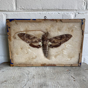 Antique Butterfly/Moth Specimen Box