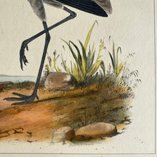 Load image into Gallery viewer, Antique Hand-Coloured Lithograph of a Little Crane c1870
