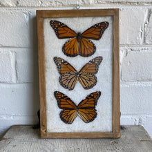 Load image into Gallery viewer, Antique Butterfly/Moth Specimen Box
