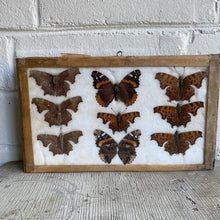 Load image into Gallery viewer, Antique Butterfly/Moth Specimen Box
