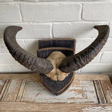 Load image into Gallery viewer, Vintage European Ram Horn Mount on Wood
