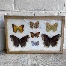 Load image into Gallery viewer, Antique Butterfly/Moth Specimen Box
