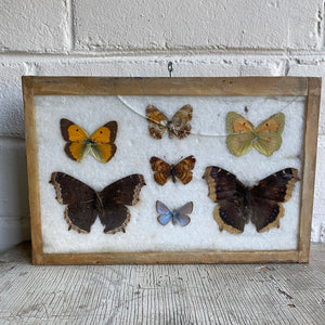 Antique Butterfly/Moth Specimen Box