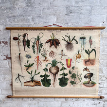 Load image into Gallery viewer, 19thC Antique W. &amp; A.K. Johnston Botany Chart - Roots
