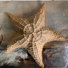 Load image into Gallery viewer, 20thC Preserved Starfish Specimen
