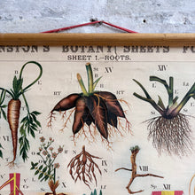 Load image into Gallery viewer, 19thC Antique W. &amp; A.K. Johnston Botany Chart - Roots
