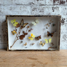 Load image into Gallery viewer, Antique Deyrolle Paris Butterfly Specimen Box - 19th C. Entomology Glass Box with Marbled Paper

