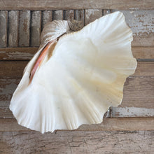 Load image into Gallery viewer, Large Natural Vintage Clam Shell
