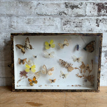Load image into Gallery viewer, Antique Deyrolle Paris Butterfly Specimen Box - 19th C. Entomology Glass Box with Marbled Paper
