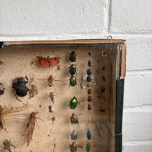 Load image into Gallery viewer, Vintage Entomology Display Case with Mixed Insect Specimens, c1920s-30s
