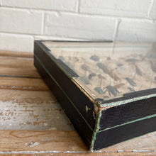 Load image into Gallery viewer, Vintage Entomology Display Case with Mixed Insect Specimens, c1920s-30s
