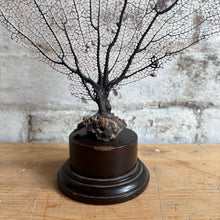 Load image into Gallery viewer, Mounted Sea Fan Coral

