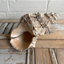 Load image into Gallery viewer, Vintage Large Natural Conch Shell with Weathered Patina
