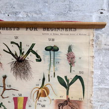 Load image into Gallery viewer, 19thC Antique W. &amp; A.K. Johnston Botany Chart - Roots
