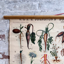 Load image into Gallery viewer, 19thC Antique W. &amp; A.K. Johnston Botany Chart - Roots
