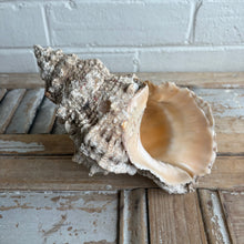 Load image into Gallery viewer, Vintage Large Natural Conch Shell with Weathered Patina
