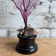 Load image into Gallery viewer, Mounted Sea Fan Coral
