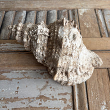 Load image into Gallery viewer, Vintage Large Natural Conch Shell with Weathered Patina
