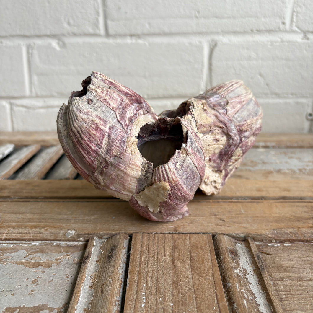Vintage Barnacle Shell, Natural Ocean Specimen – Blackbird Vintage Finds