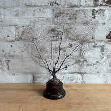 Load image into Gallery viewer, Mounted Sea Fan Coral
