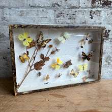 Load image into Gallery viewer, Antique Deyrolle Paris Butterfly Specimen Box - 19th C. Entomology Glass Box with Marbled Paper
