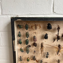 Load image into Gallery viewer, Vintage Entomology Display Case with Mixed Insect Specimens, c1920s-30s
