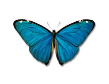 Load image into Gallery viewer, Moth/Butterfly Series Greeting Cards
