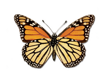 Load image into Gallery viewer, Moth/Butterfly Series Greeting Cards
