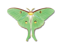 Load image into Gallery viewer, Moth/Butterfly Series Greeting Cards
