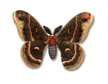 Load image into Gallery viewer, Moth/Butterfly Series Greeting Cards
