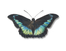 Load image into Gallery viewer, Moth/Butterfly Series Greeting Cards
