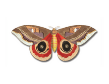 Load image into Gallery viewer, Moth/Butterfly Series Greeting Cards
